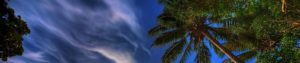 Image of Palm Tree